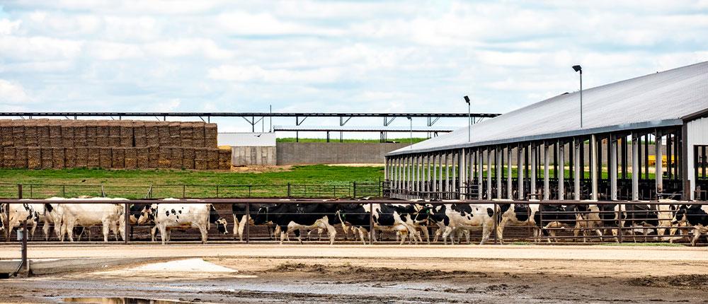 阴天，奶牛在农场的围栏里散步
